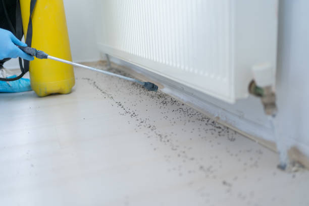 Best Rat Extermination Near Me  in Machias, WA